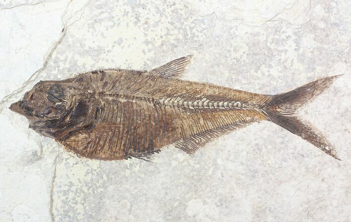 Diplomystus Fish Fossil - Green River Formation #62673